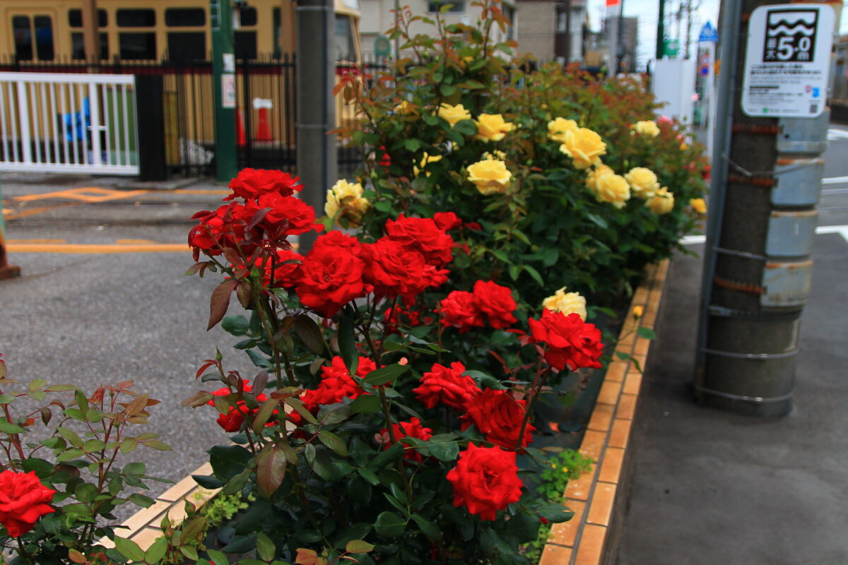 都電荒川線 線路沿い 薔薇