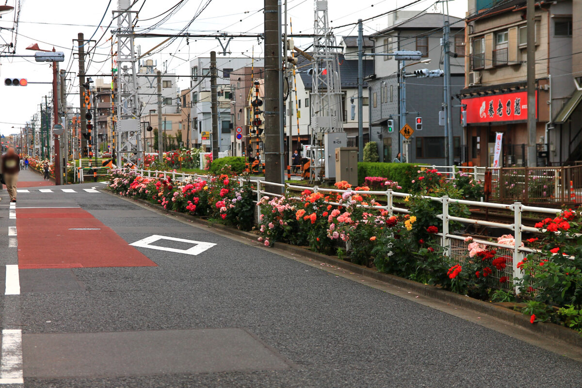 都電荒川線 線路沿い 薔薇