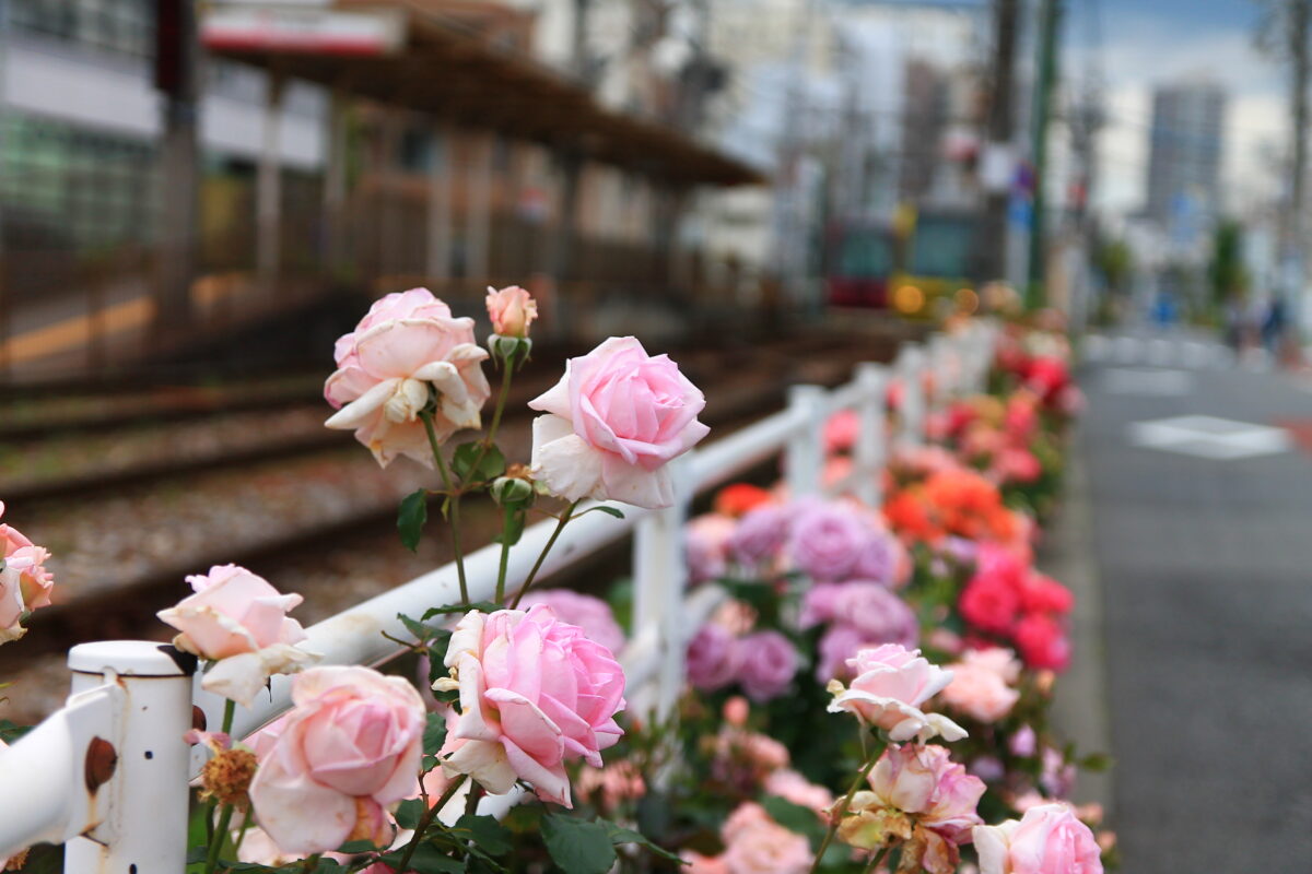 都電荒川線 線路沿い 薔薇