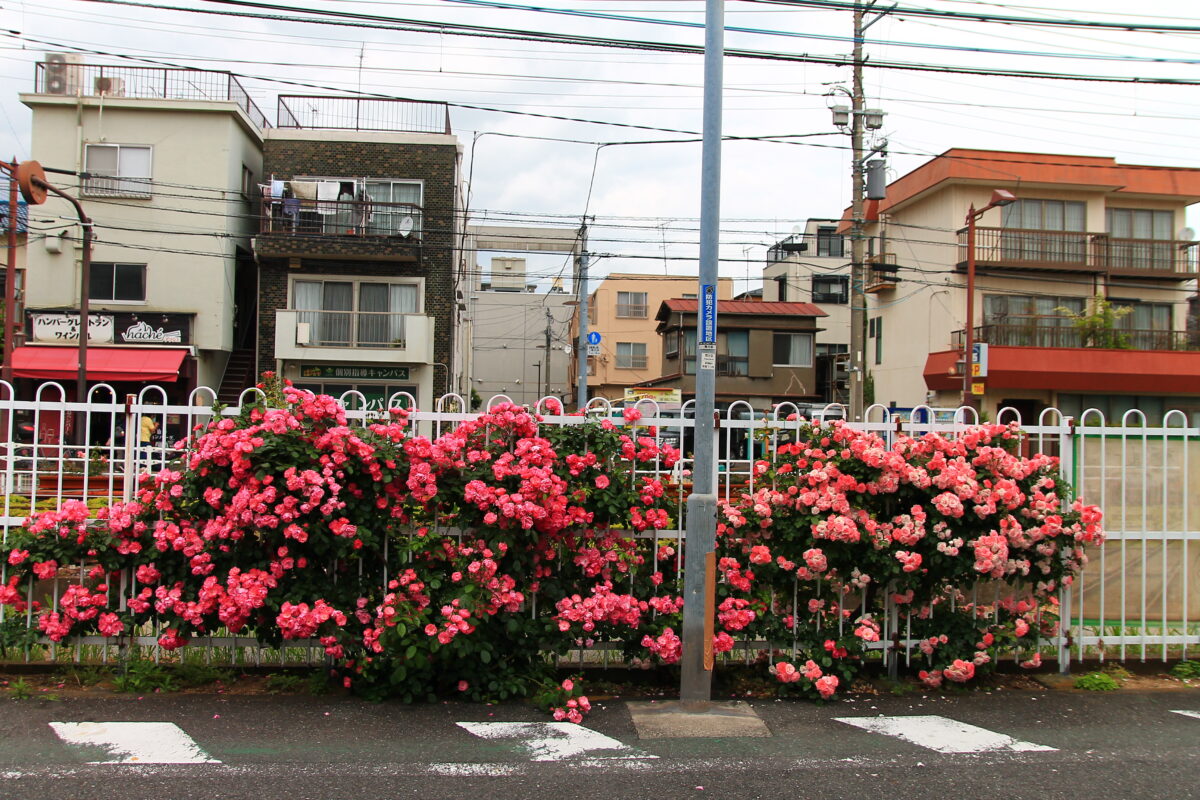都電荒川線 線路沿い 薔薇