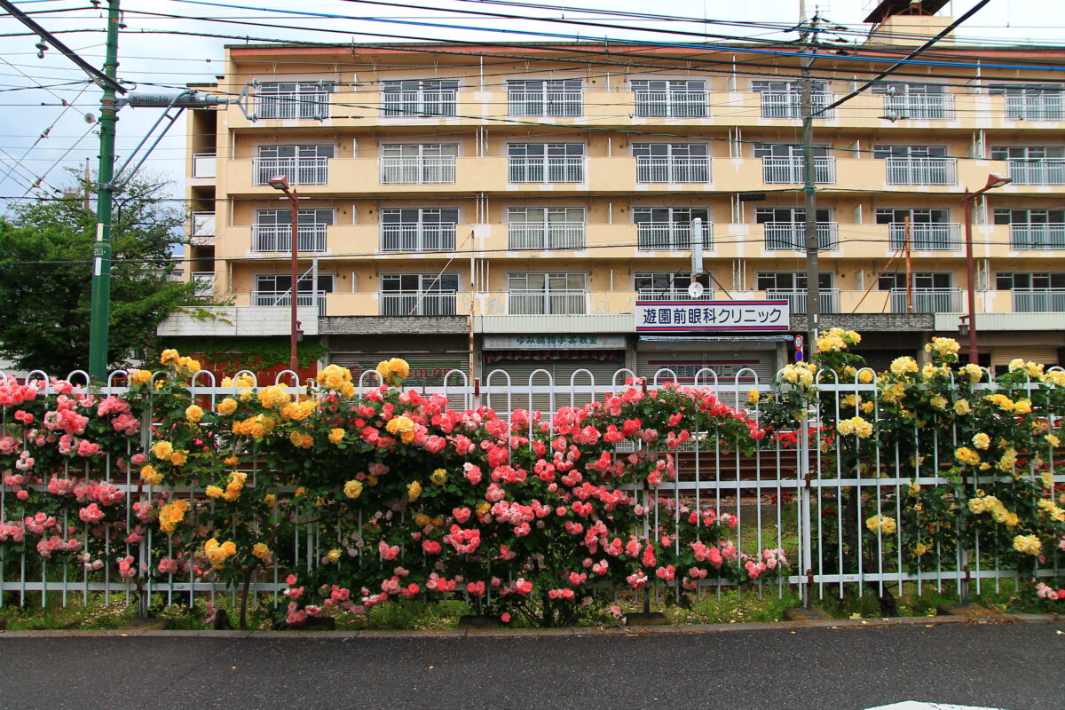 都電荒川線 線路沿い 薔薇