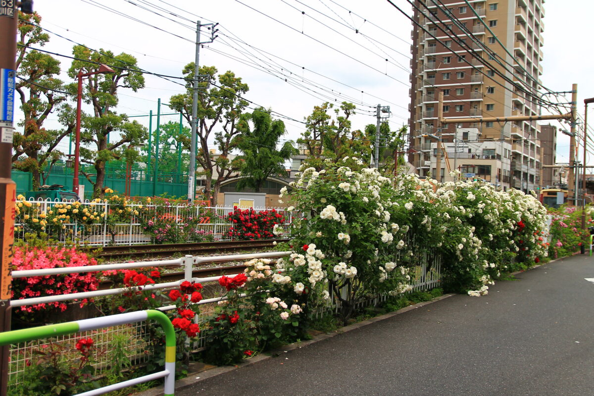 都電荒川線 線路沿い 薔薇