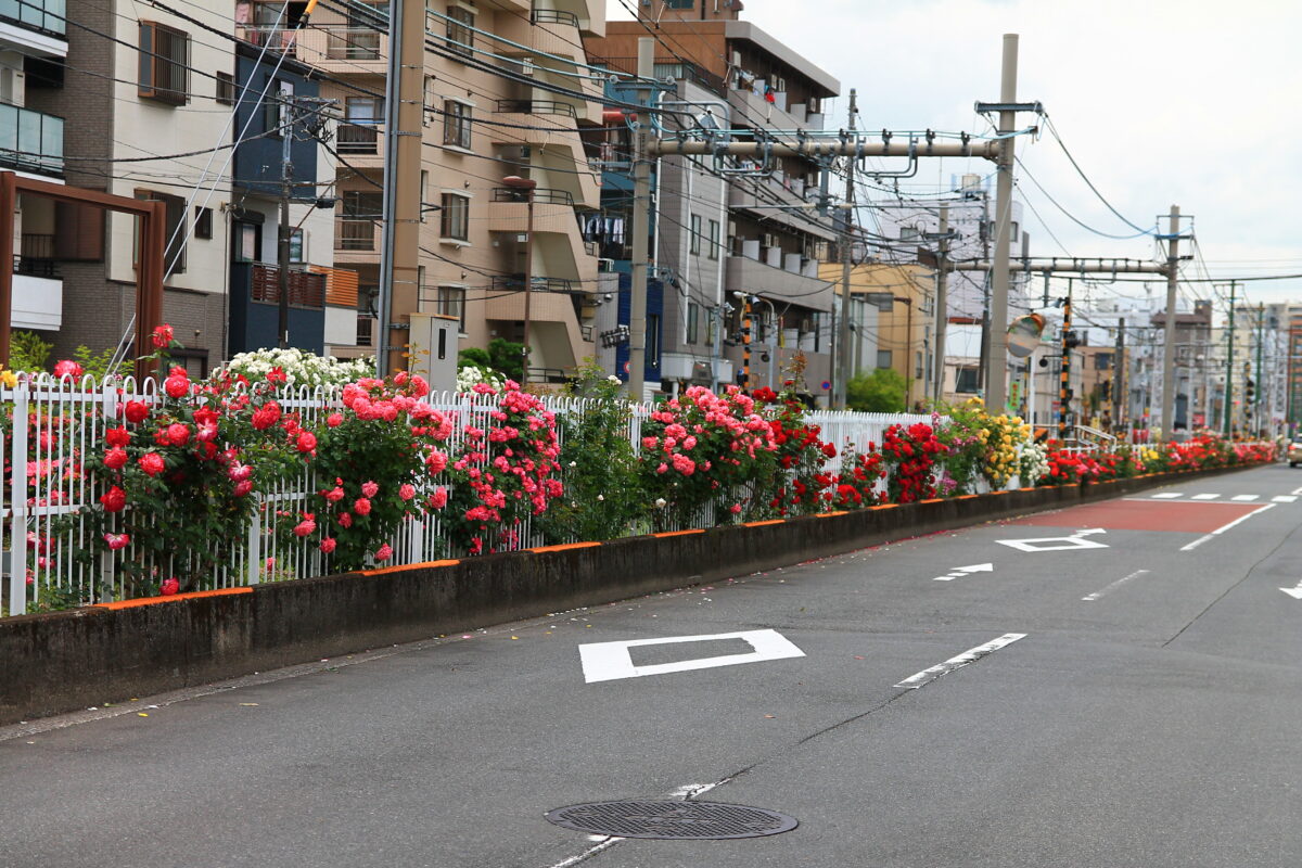 都電荒川線 線路沿い 薔薇