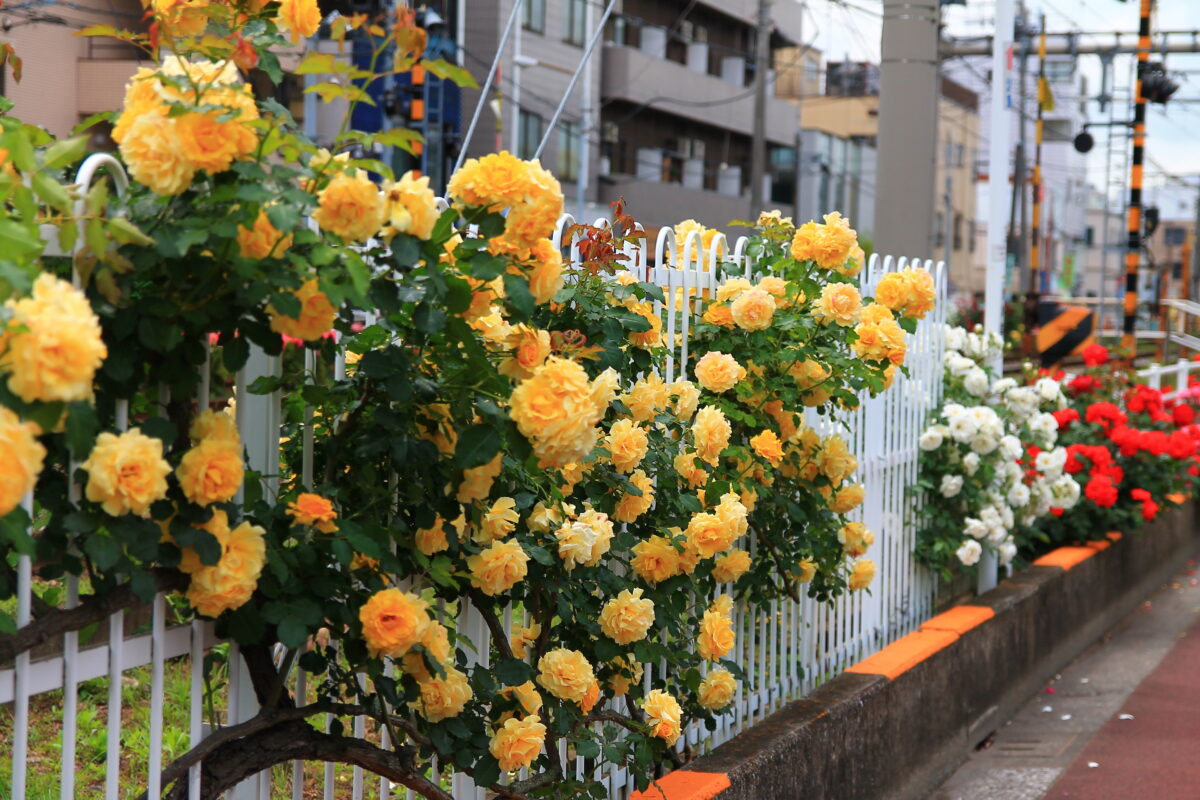 都電荒川線 線路沿い 薔薇