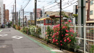 都電荒川線 線路沿い 薔薇