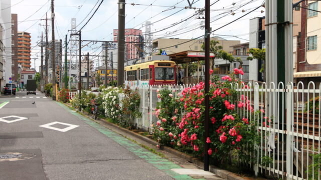 都電荒川線 線路沿い 薔薇