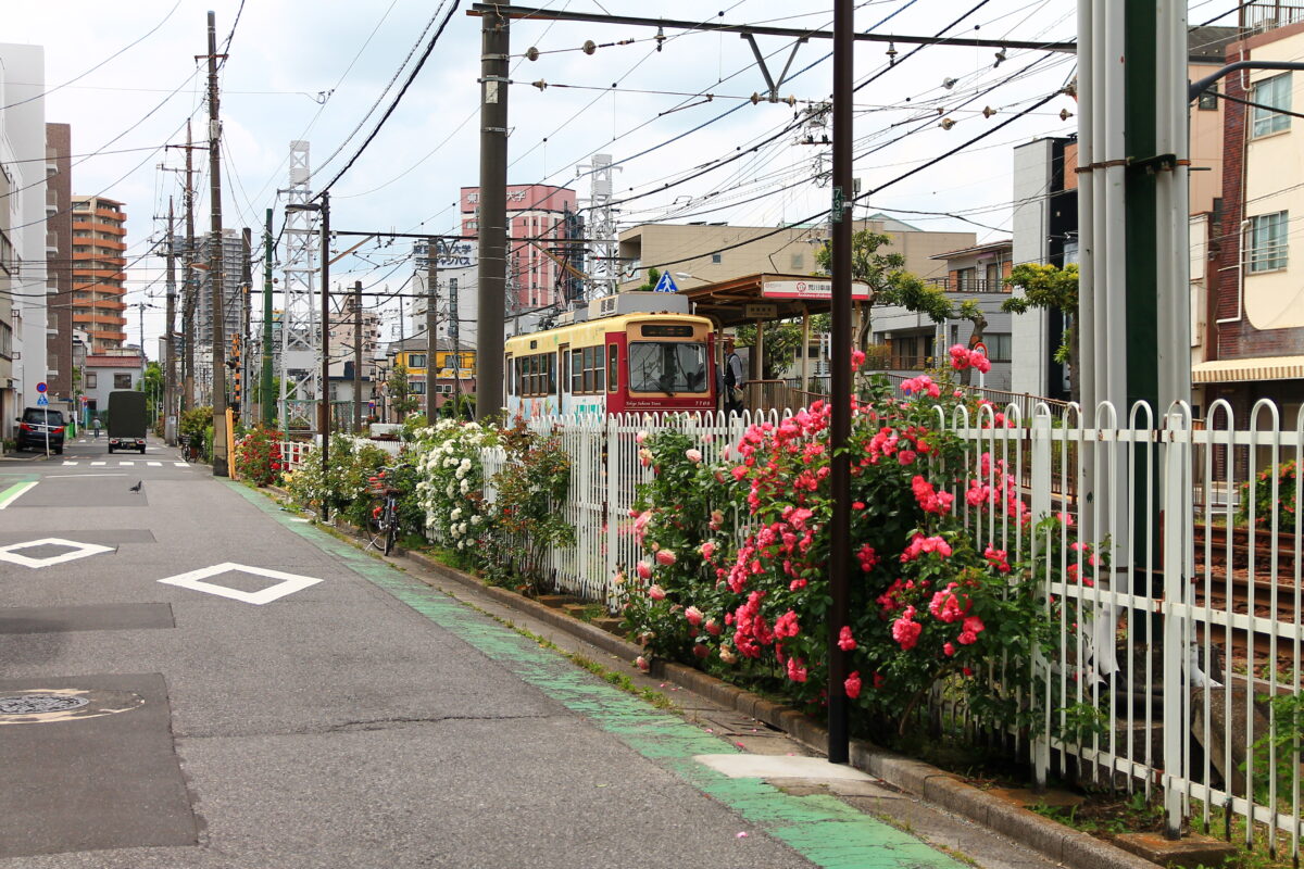 都電荒川線 線路沿い 薔薇