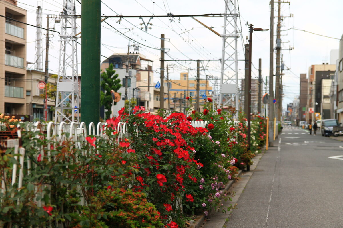 都電荒川線 線路沿い 薔薇
