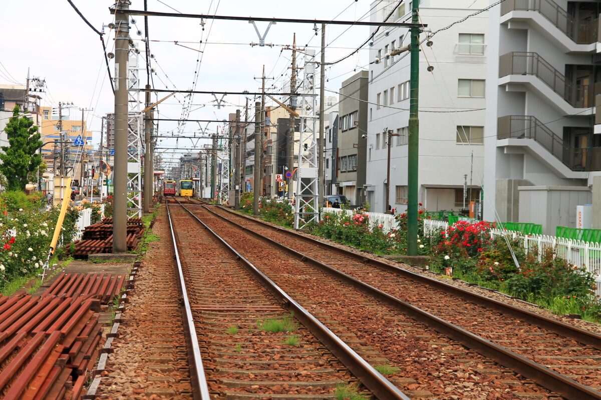 都電荒川線 線路沿い 薔薇