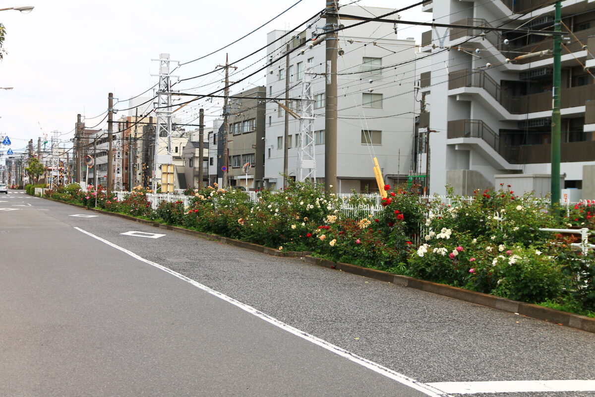 都電荒川線 線路沿い 薔薇