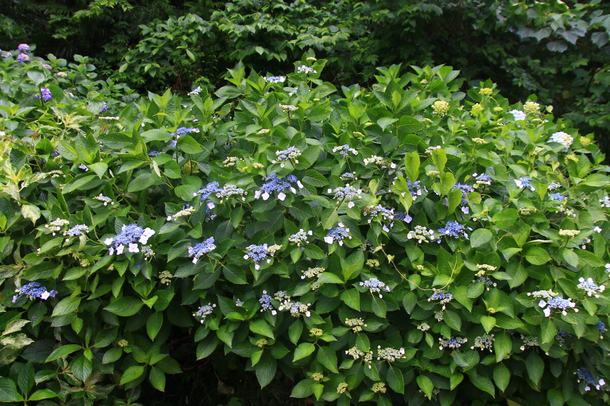 飛鳥の小径 紫陽花