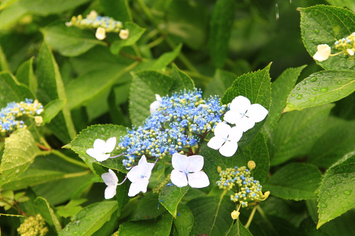 飛鳥の小径 紫陽花
