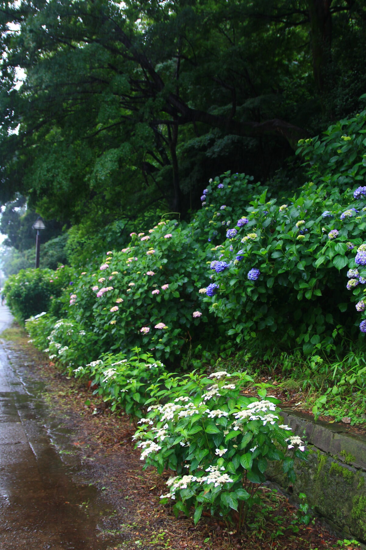 飛鳥の小径 紫陽花