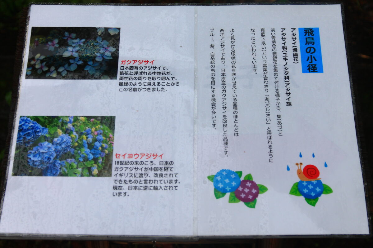 飛鳥の小径 紫陽花