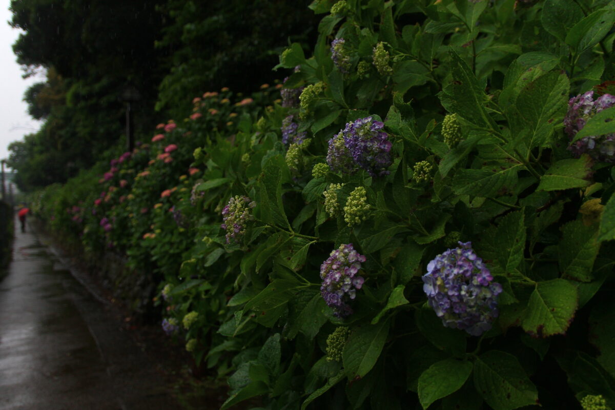 飛鳥の小径 紫陽花