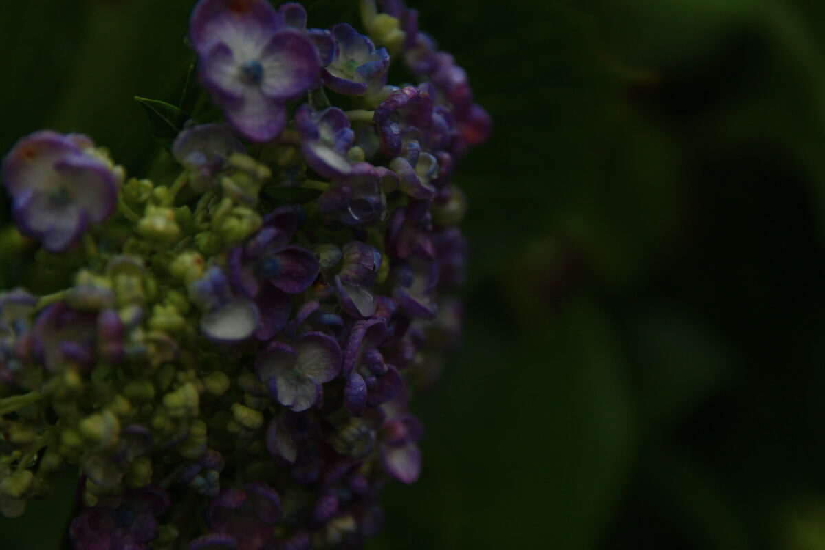 飛鳥の小径 紫陽花