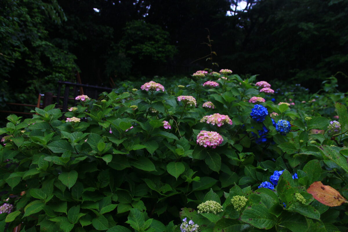 飛鳥の小径 紫陽花