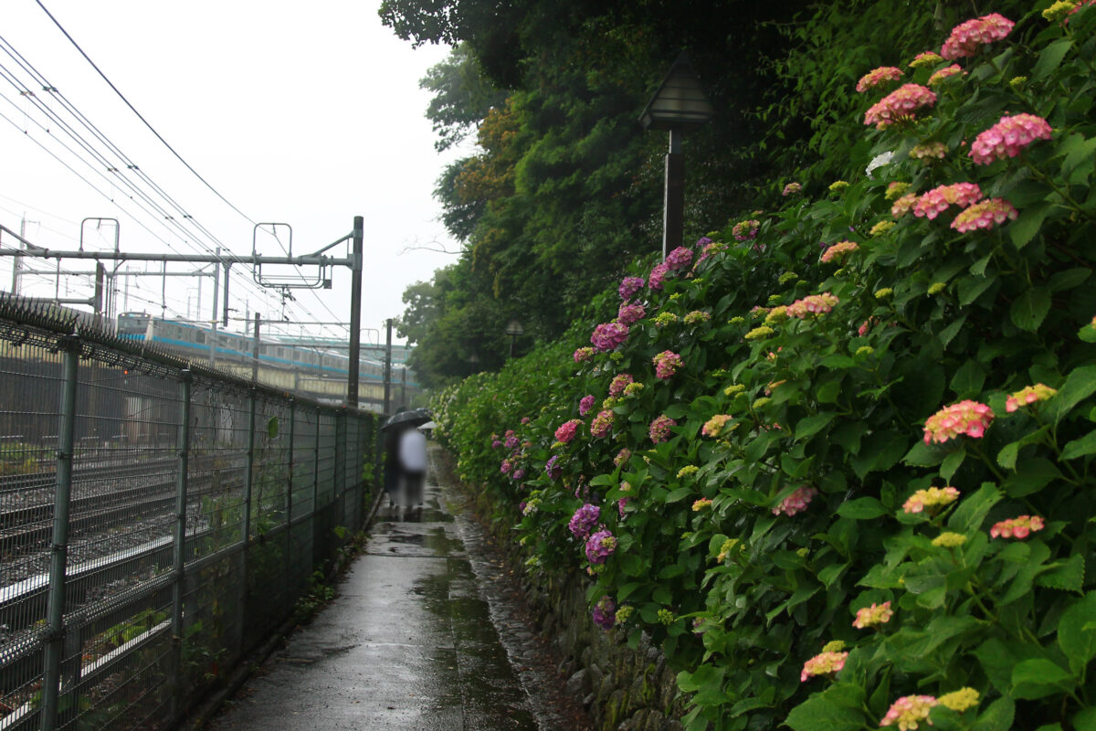 飛鳥の小径 紫陽花