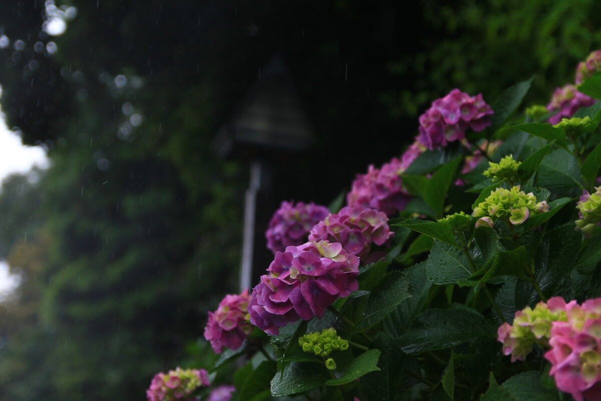 飛鳥の小径 紫陽花