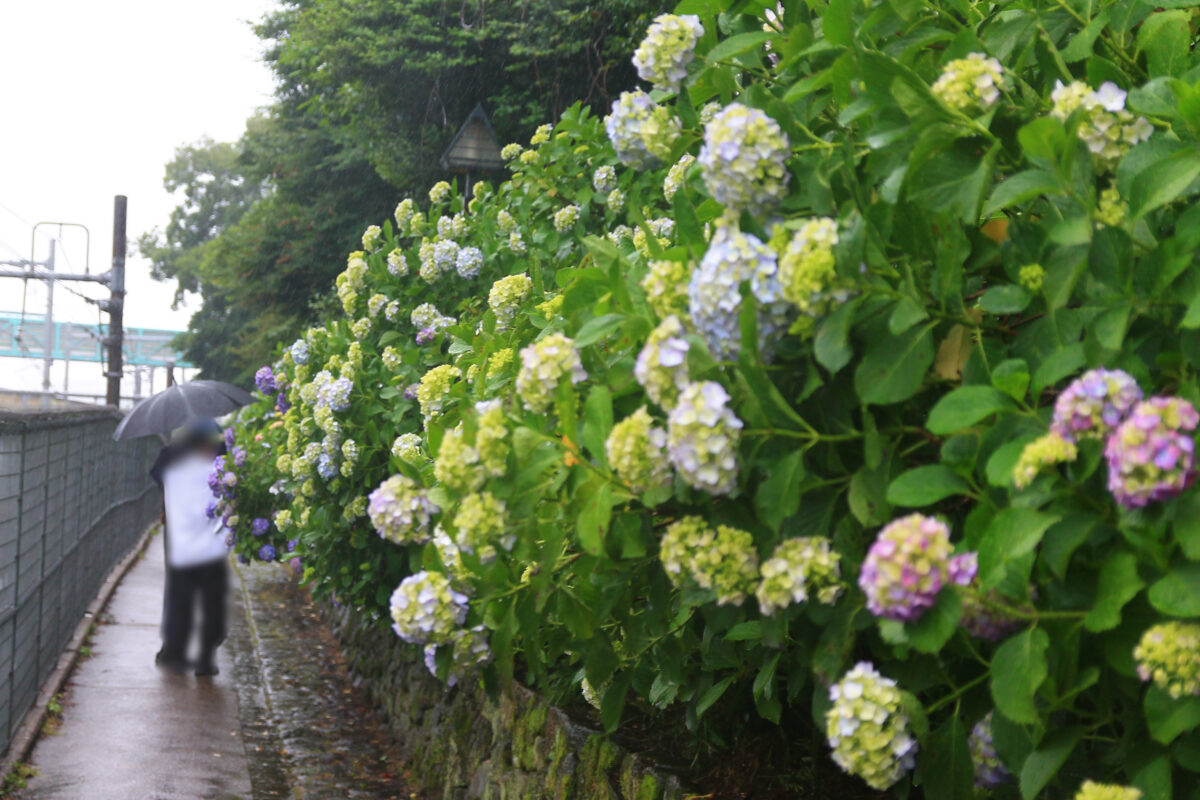 飛鳥の小径 紫陽花