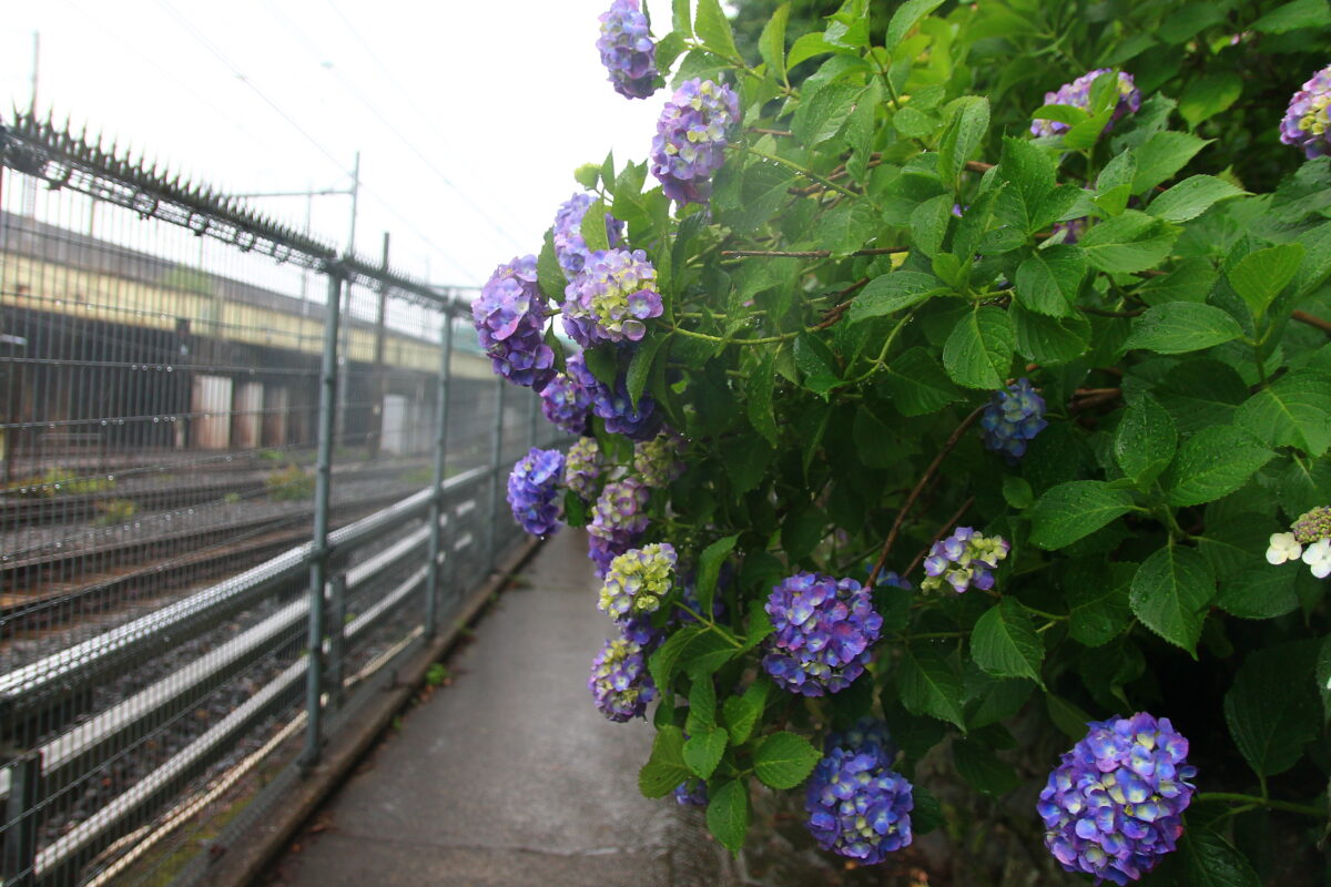 飛鳥の小径 紫陽花