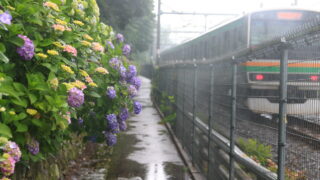飛鳥の小径 紫陽花