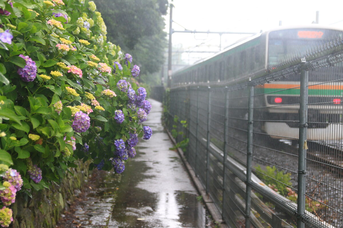 飛鳥の小径 紫陽花