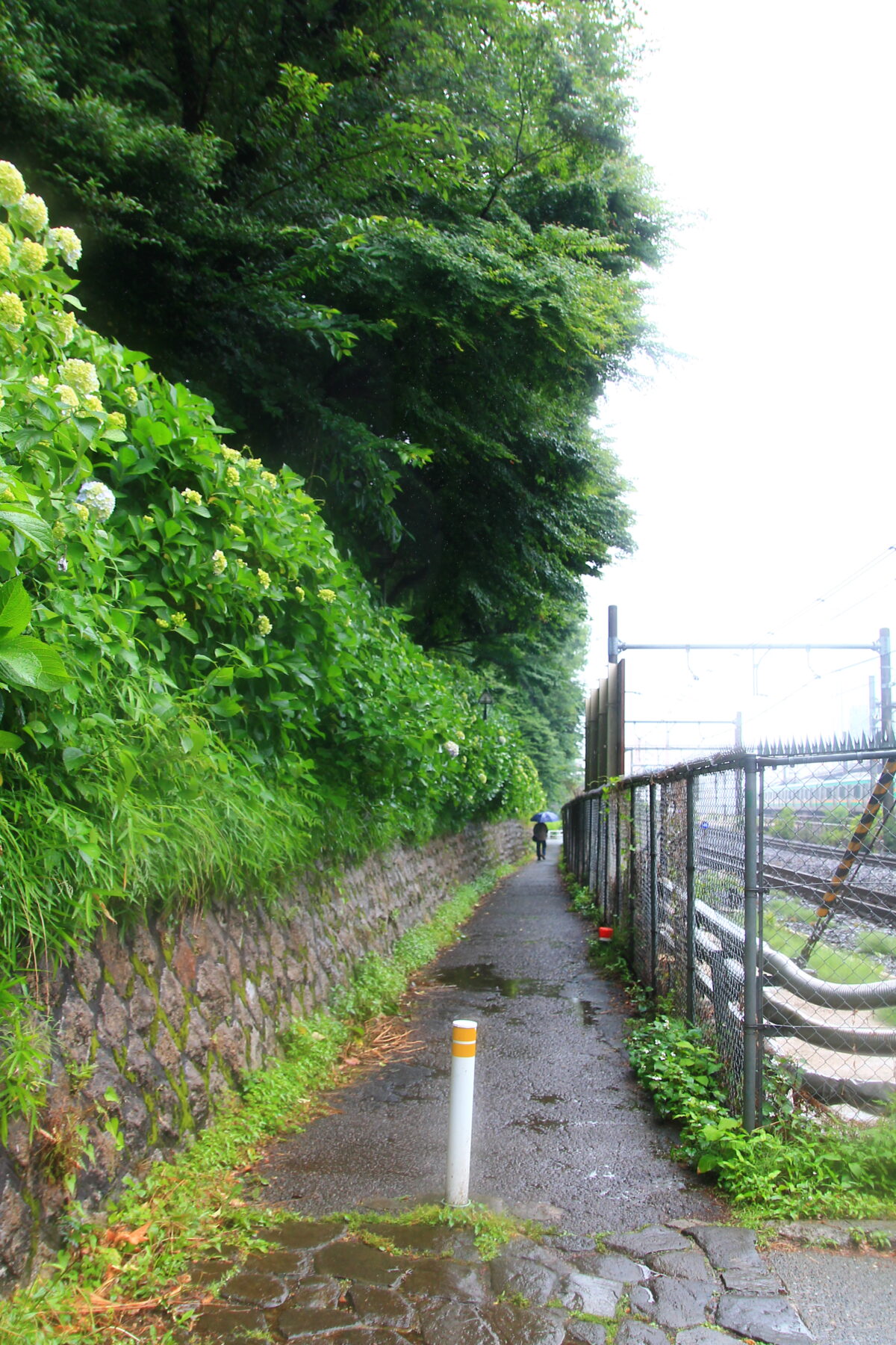 飛鳥の小径 紫陽花