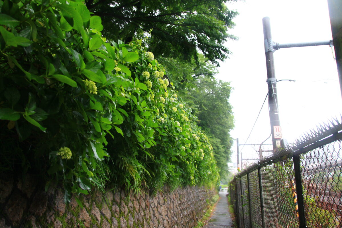飛鳥の小径 紫陽花