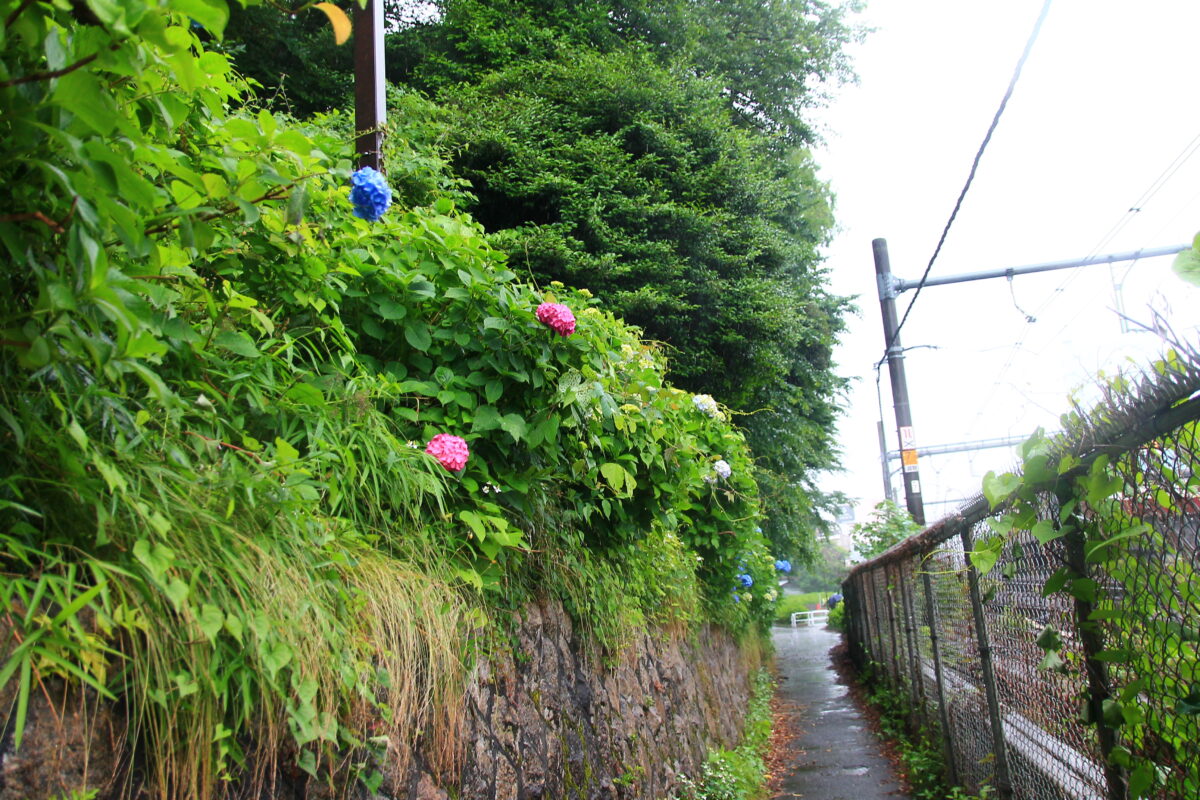 飛鳥の小径 紫陽花
