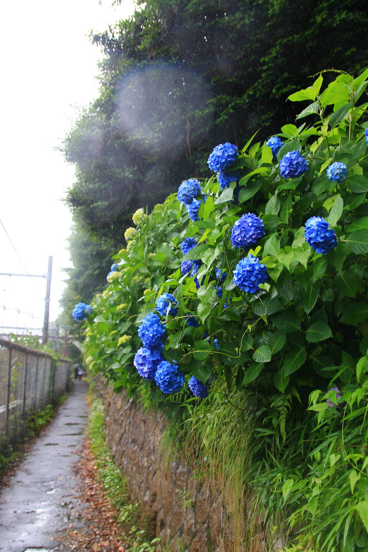 飛鳥の小径 紫陽花