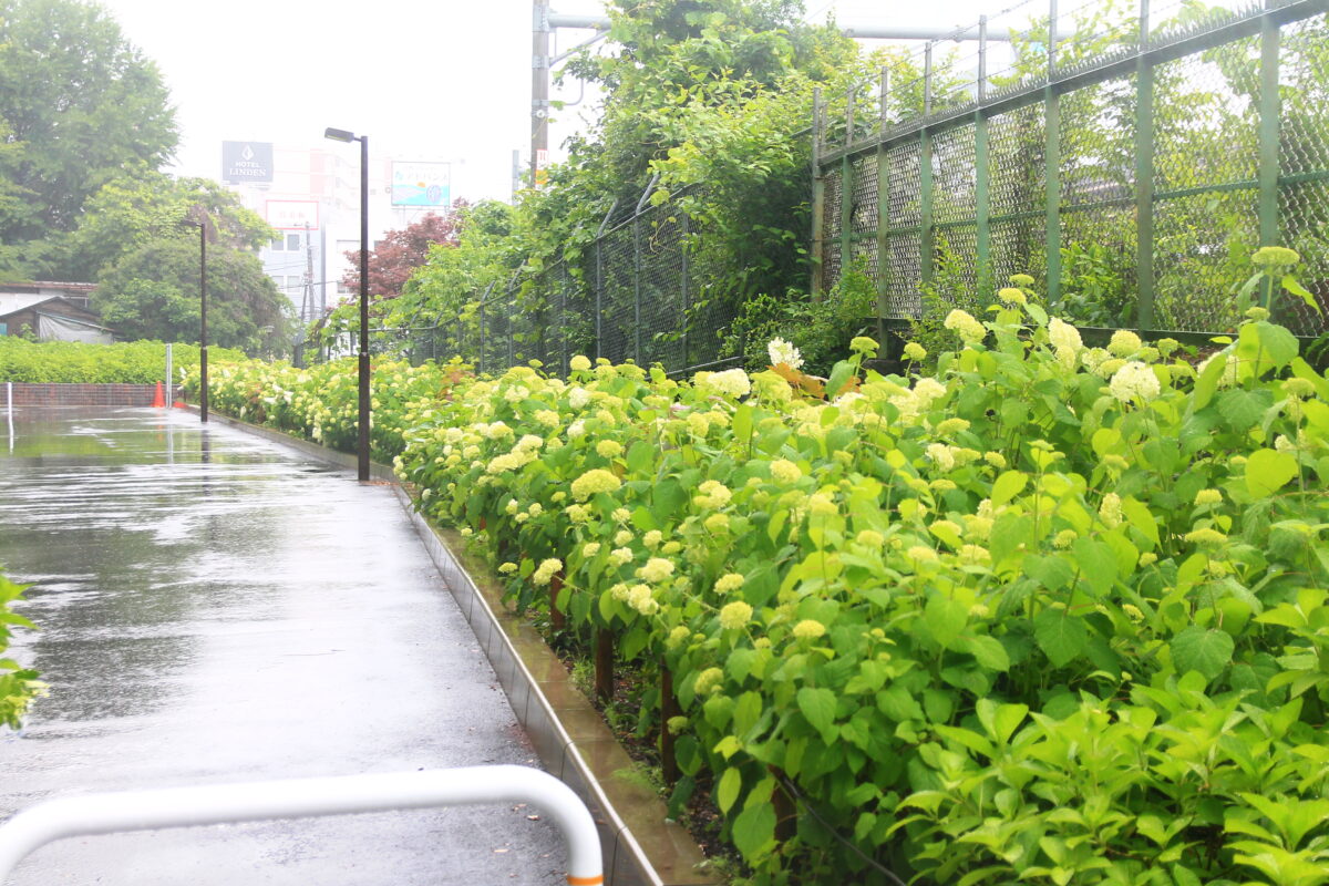 飛鳥の小径 紫陽花