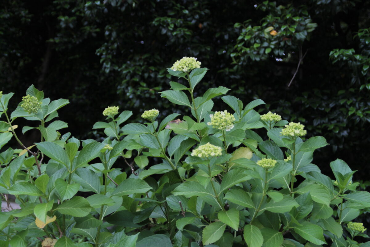 飛鳥の小径 紫陽花