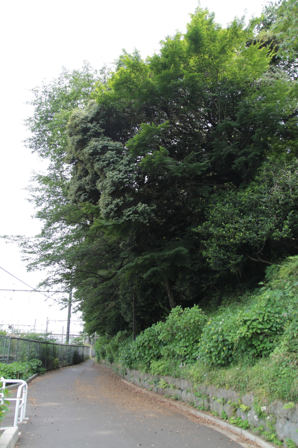 飛鳥の小径 紫陽花