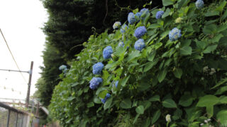 飛鳥の小径 紫陽花