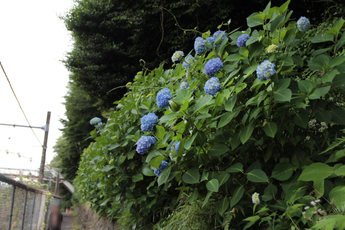 飛鳥の小径 紫陽花