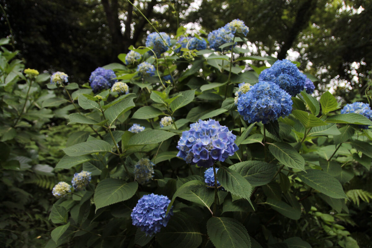飛鳥の小径 紫陽花