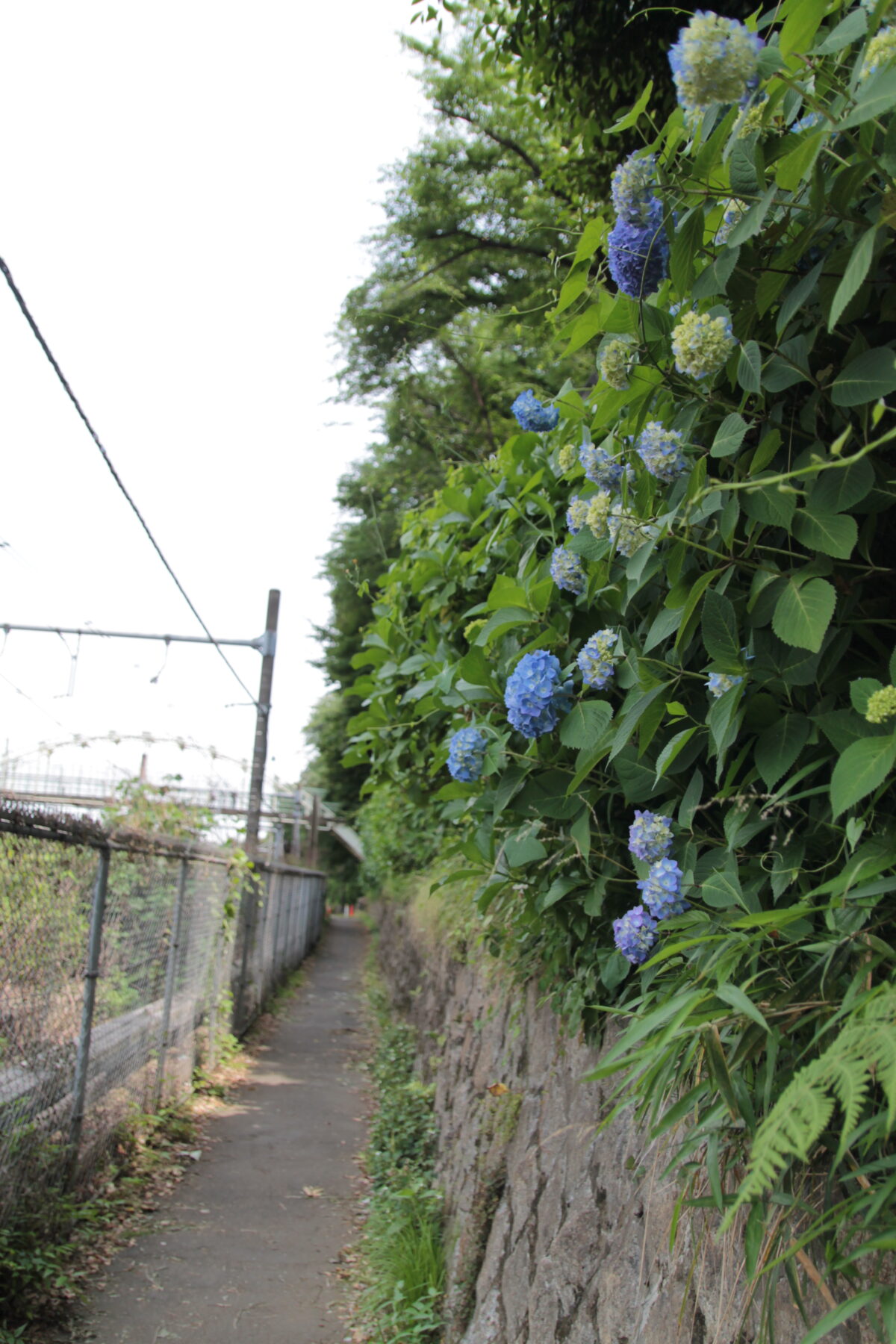 飛鳥の小径 紫陽花