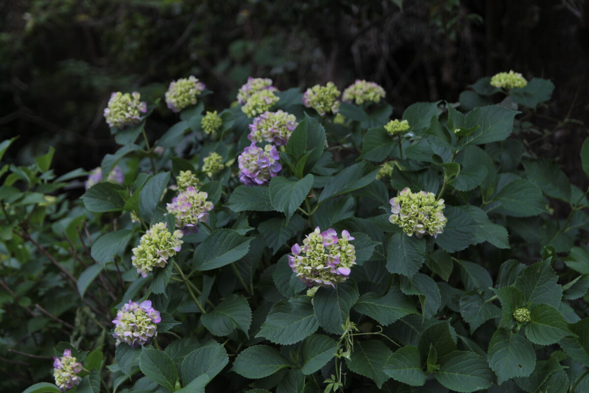 飛鳥の小径 紫陽花