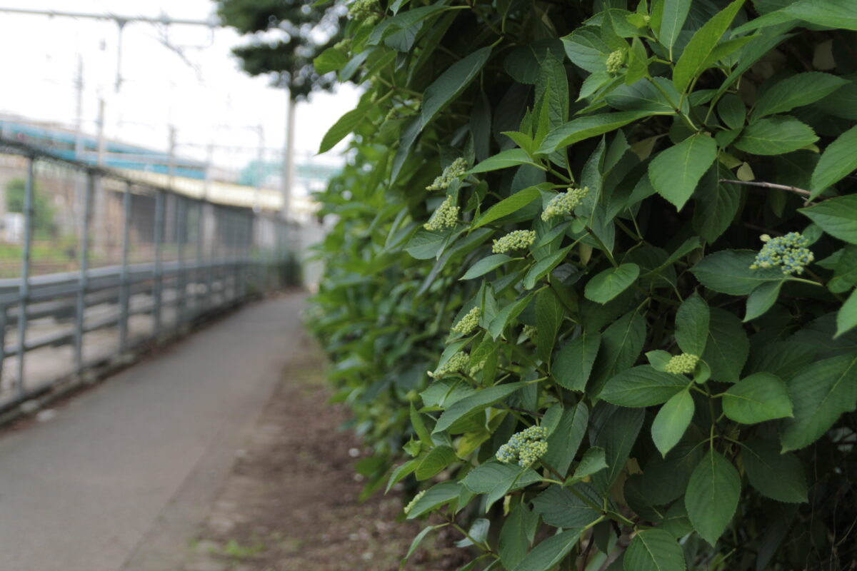 飛鳥の小径 紫陽花
