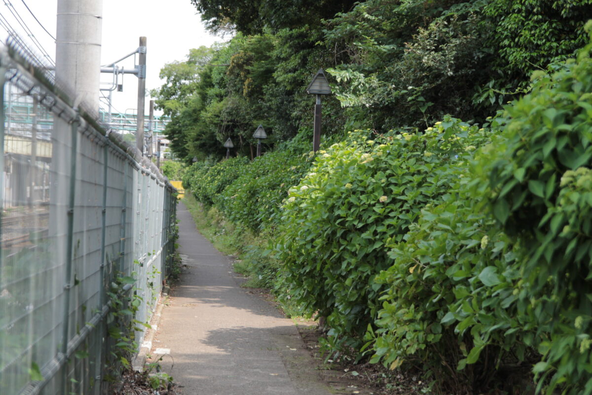 飛鳥の小径 紫陽花