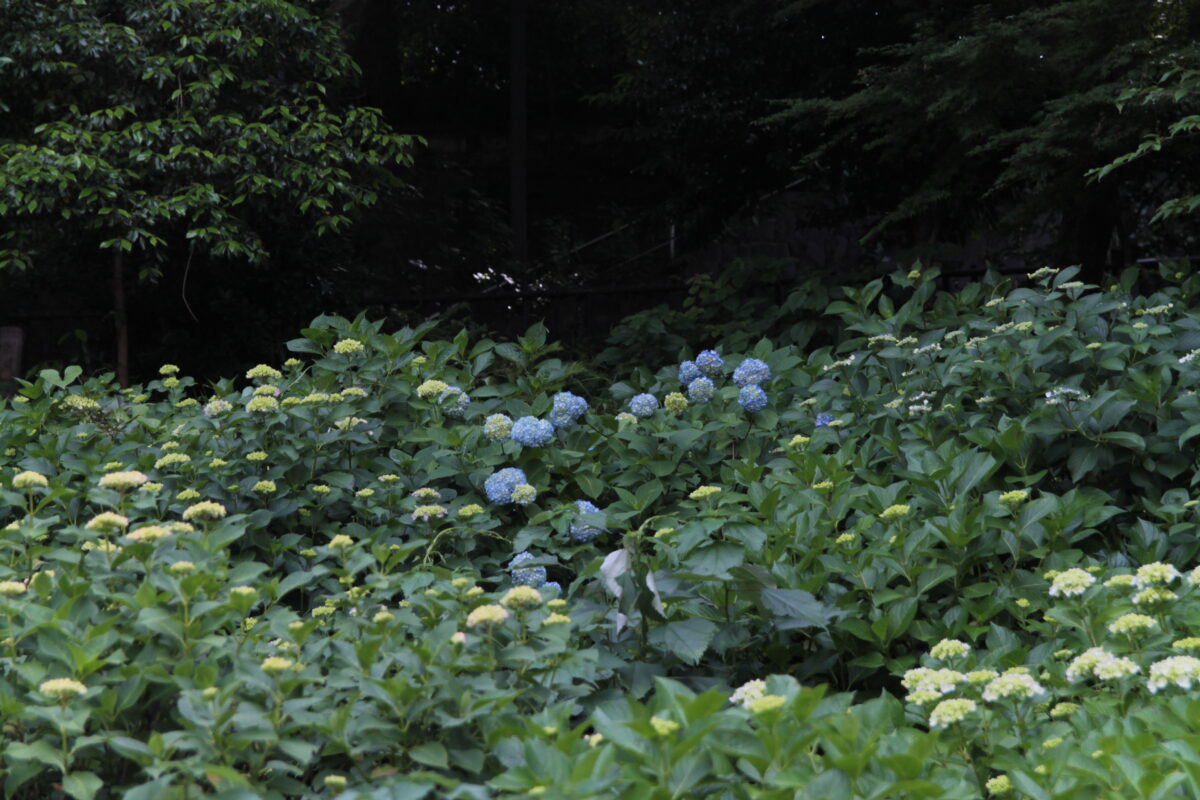 飛鳥の小径 紫陽花