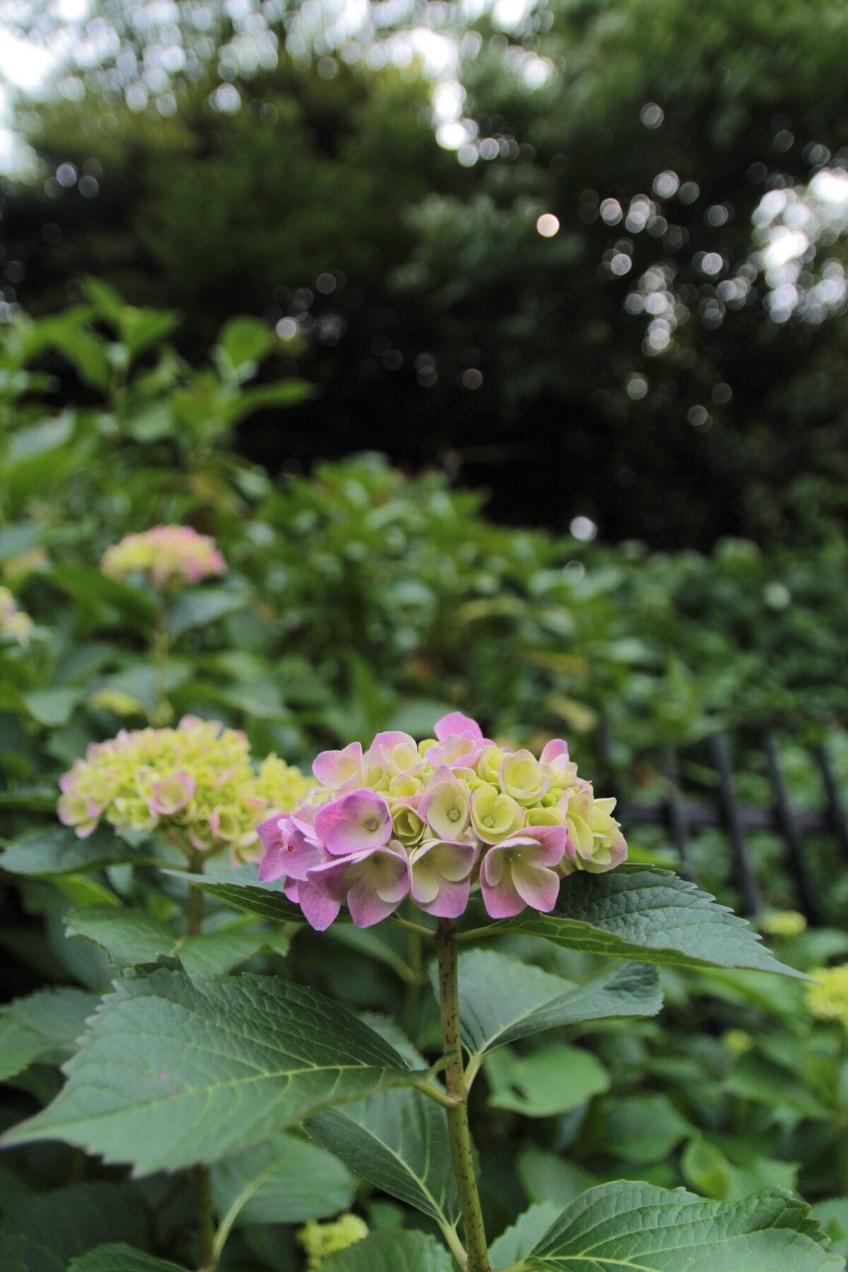 飛鳥の小径 紫陽花