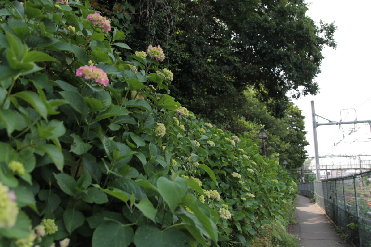 飛鳥の小径 紫陽花