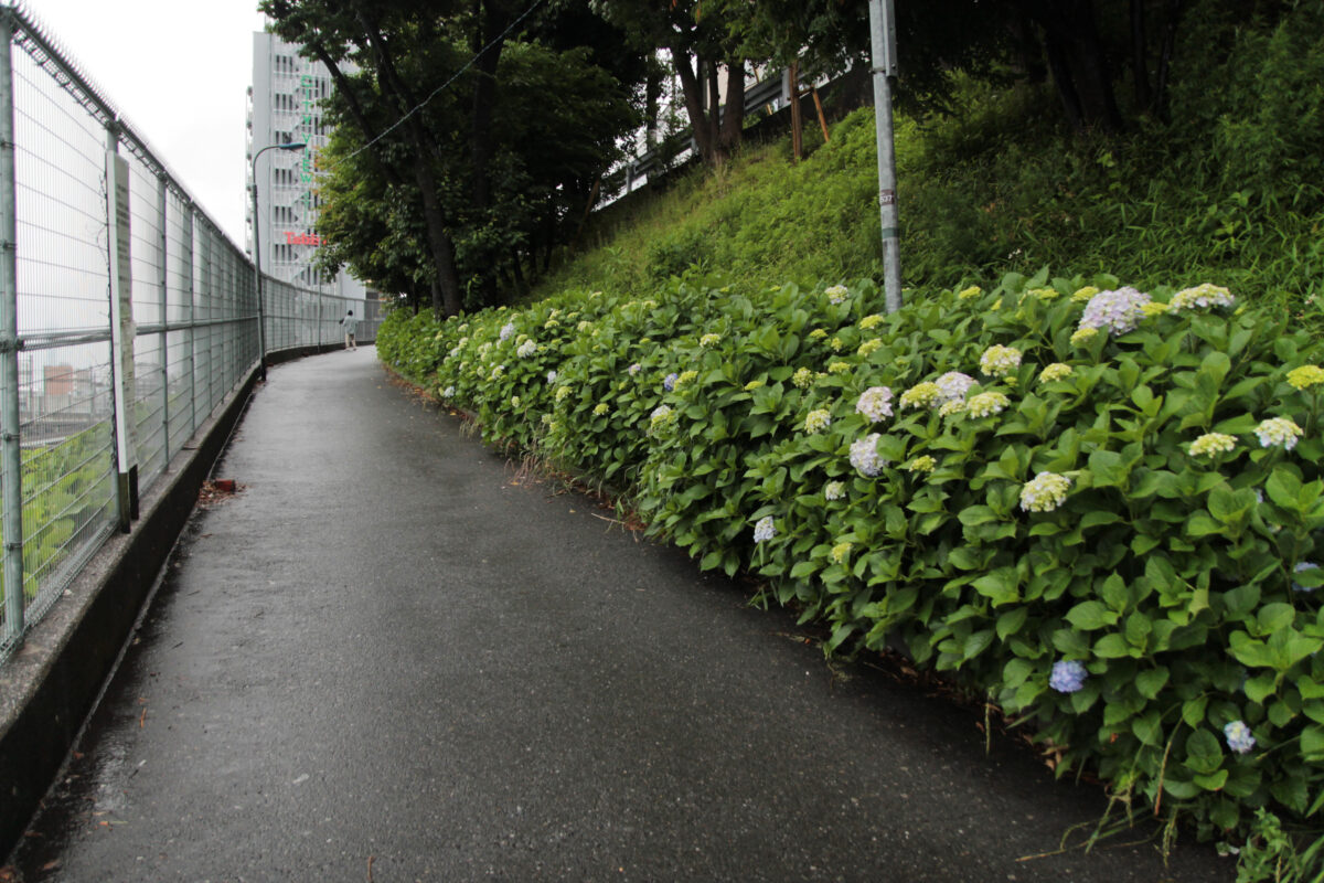 田端駅南口 紫陽花 坂道