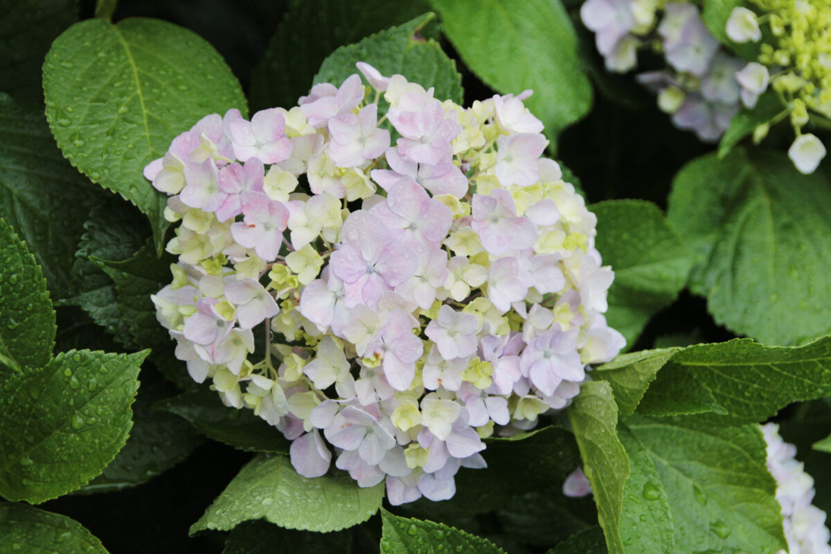田端駅南口 紫陽花 坂道