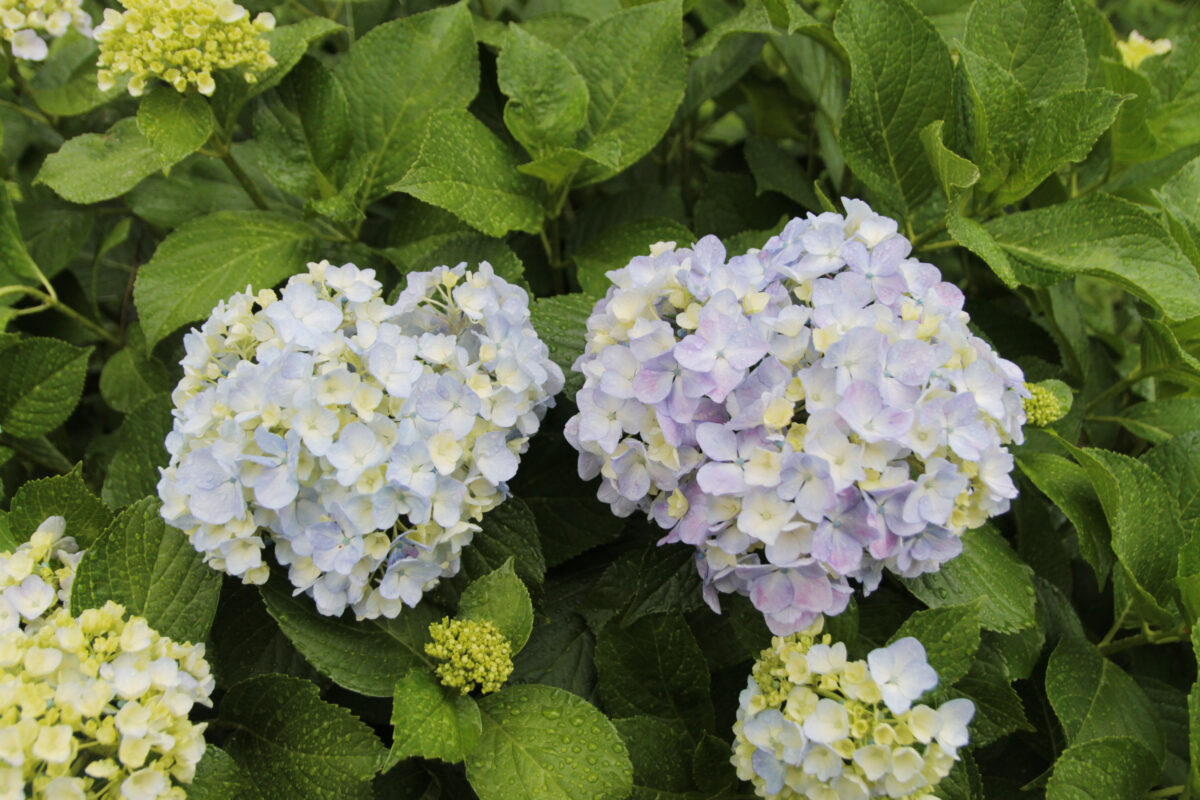 田端駅南口 紫陽花 坂道
