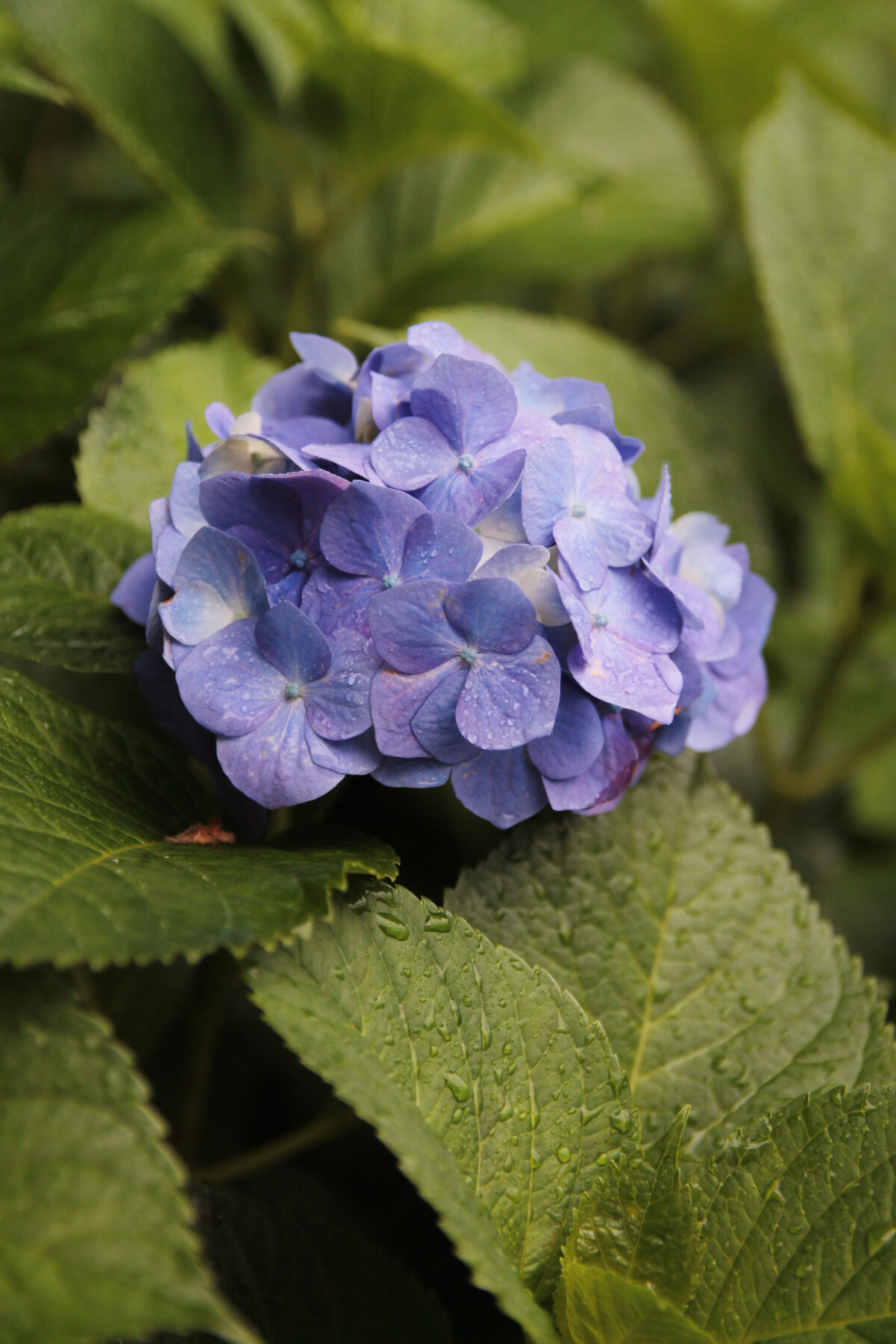 田端駅南口 紫陽花 坂道