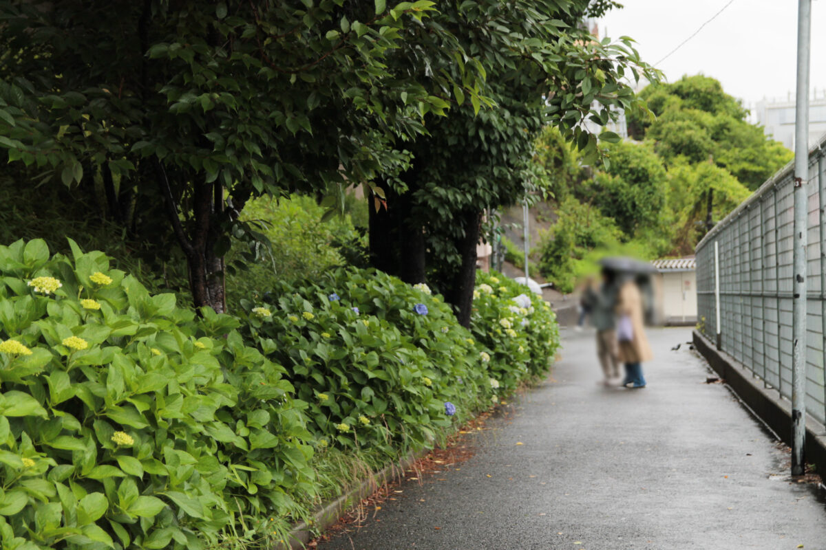 田端駅南口 紫陽花 坂道