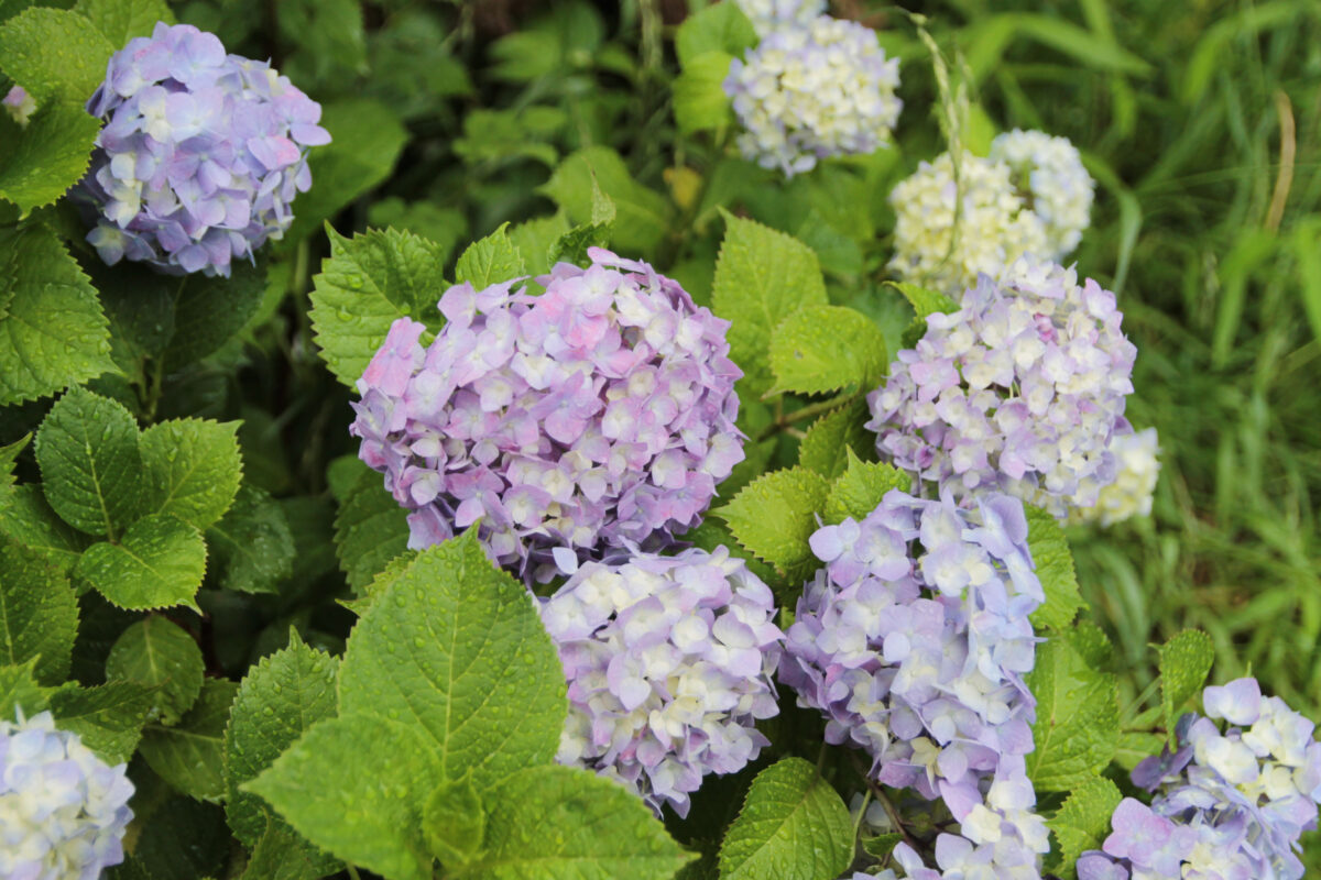 田端駅南口 紫陽花 坂道